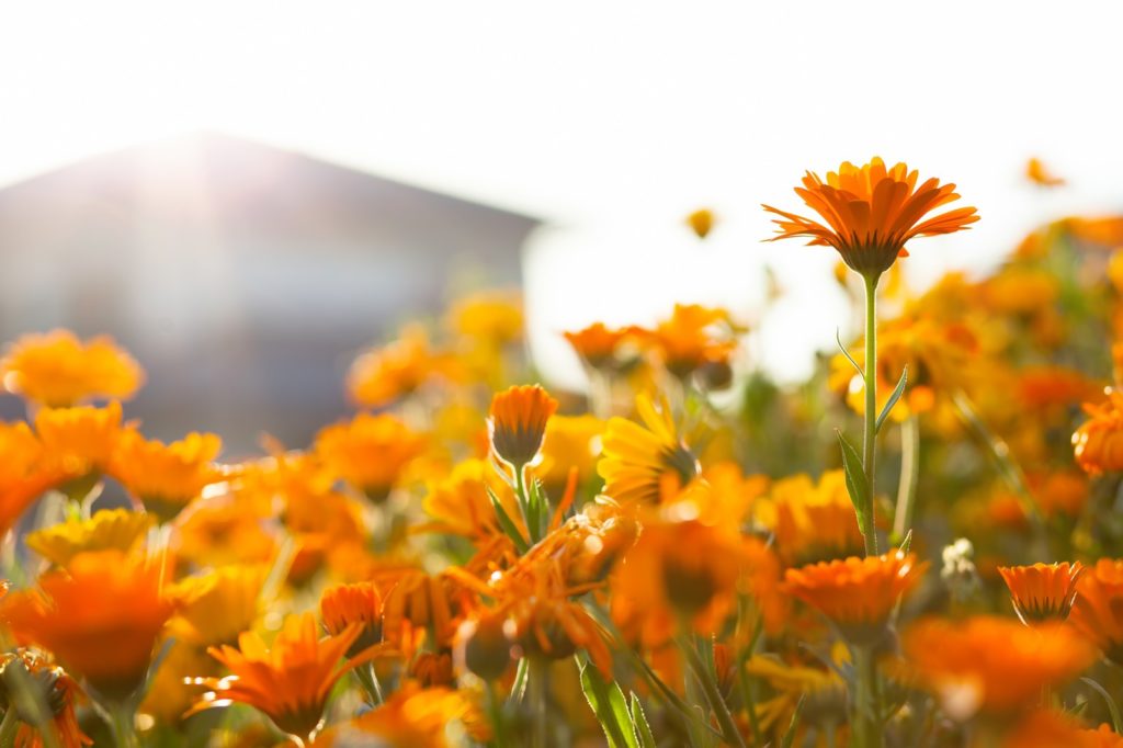 オレンジの花