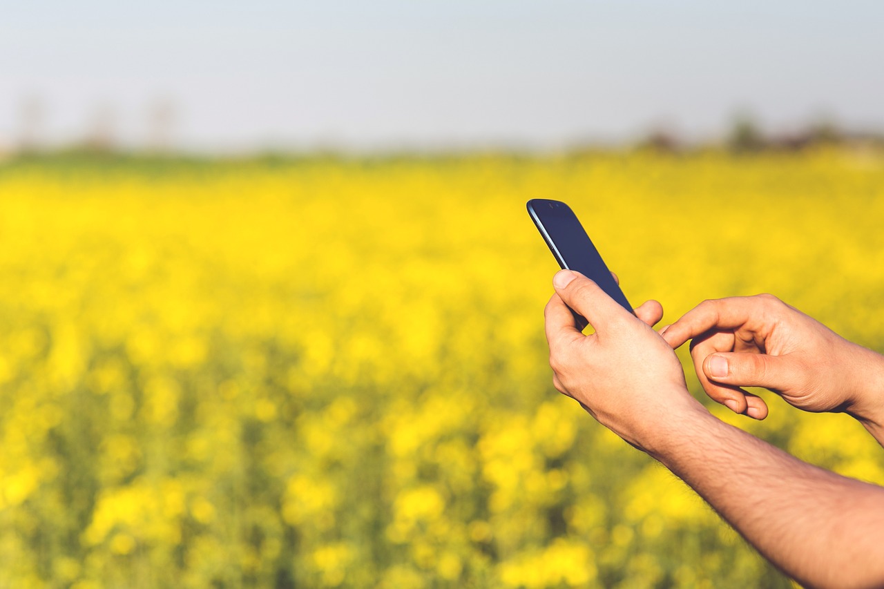 菜の花とスマホ